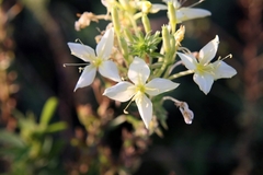 Oenothera clelandii