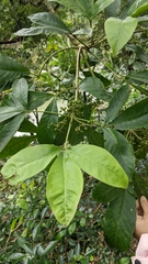 Melicope semecarpifolia