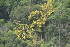 Handroanthus serratifolius