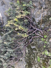 Arctostaphylos imbricata