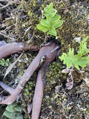 Arctostaphylos imbricata