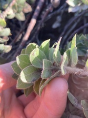 Arctostaphylos imbricata