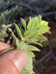 Arctostaphylos imbricata