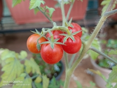 Solanum lycopersicum cerasiforme