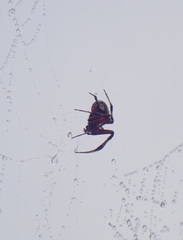 Neoscona domiciliorum