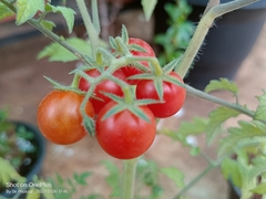 Solanum lycopersicum cerasiforme
