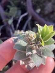 Arctostaphylos imbricata