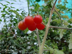 Solanum lycopersicum cerasiforme