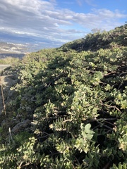Arctostaphylos imbricata