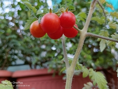 Solanum lycopersicum cerasiforme