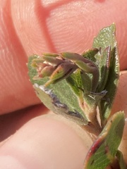 Arctostaphylos pacifica