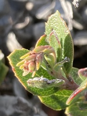 Arctostaphylos pacifica