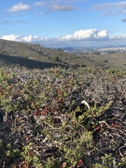 Arctostaphylos pacifica