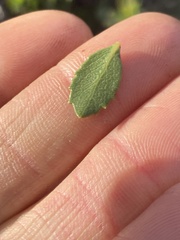 Arctostaphylos pacifica