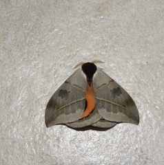 Automeris coresus