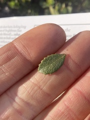 Arctostaphylos pacifica