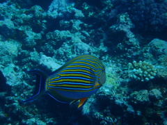 Acanthurus lineatus
