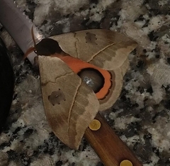 Automeris coresus