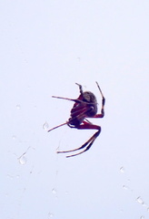 Neoscona domiciliorum