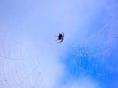 Neoscona domiciliorum