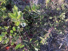 Arctostaphylos pacifica