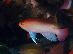 Pseudanthias hypselosoma