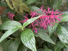 Palicourea angustifolia