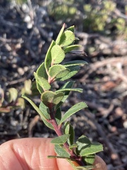 Arctostaphylos pacifica