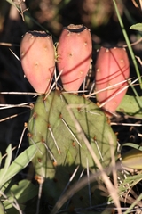 Opuntia macrorhiza
