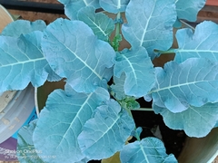 Brassica oleracea