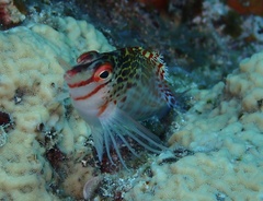 Cirrhitichthys falco