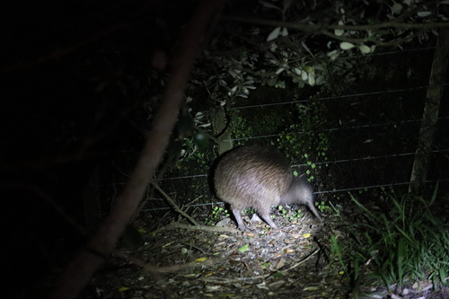 North Island Brown Kiwi (Apteryx mantelli)