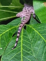 Gekko monarchus