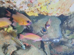 Diodon liturosus