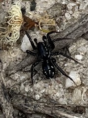 Nyssus albopunctatus