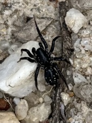 Nyssus albopunctatus
