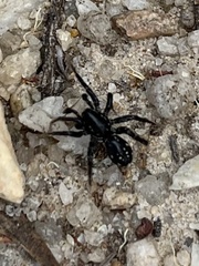 Nyssus albopunctatus