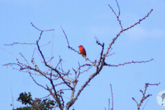 Piranga rubra
