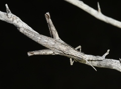 Clematodes larreae