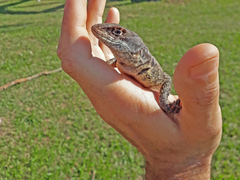 Tropidurus torquatus