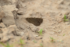 Riodinidae