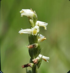 Spiranthes lucida