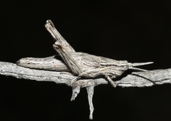 Clematodes larreae