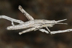 Clematodes larreae