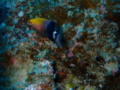 Bodianus loxozonus