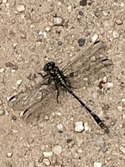 Austrogomphus australis