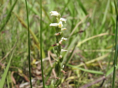Spiranthes lucida