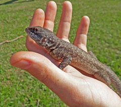 Tropidurus torquatus