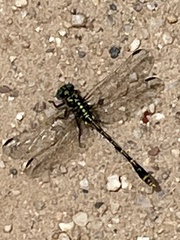 Austrogomphus australis