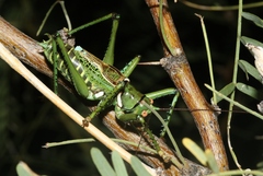 Neobarrettia spinosa